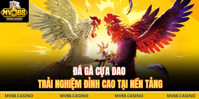 Đá gà cựa dao